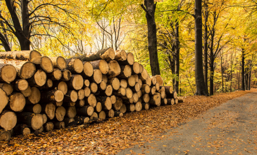 木頭2.png 木頭2.png