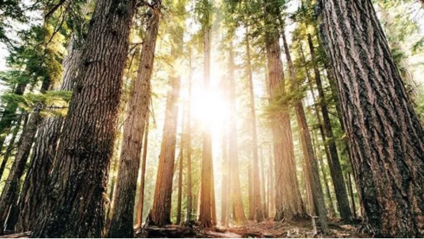 白蠟?zāi)?.png 白蠟?zāi)?.png